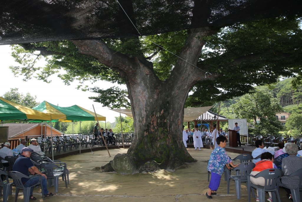봉산면 봉림리 천년느티나무 칠석제