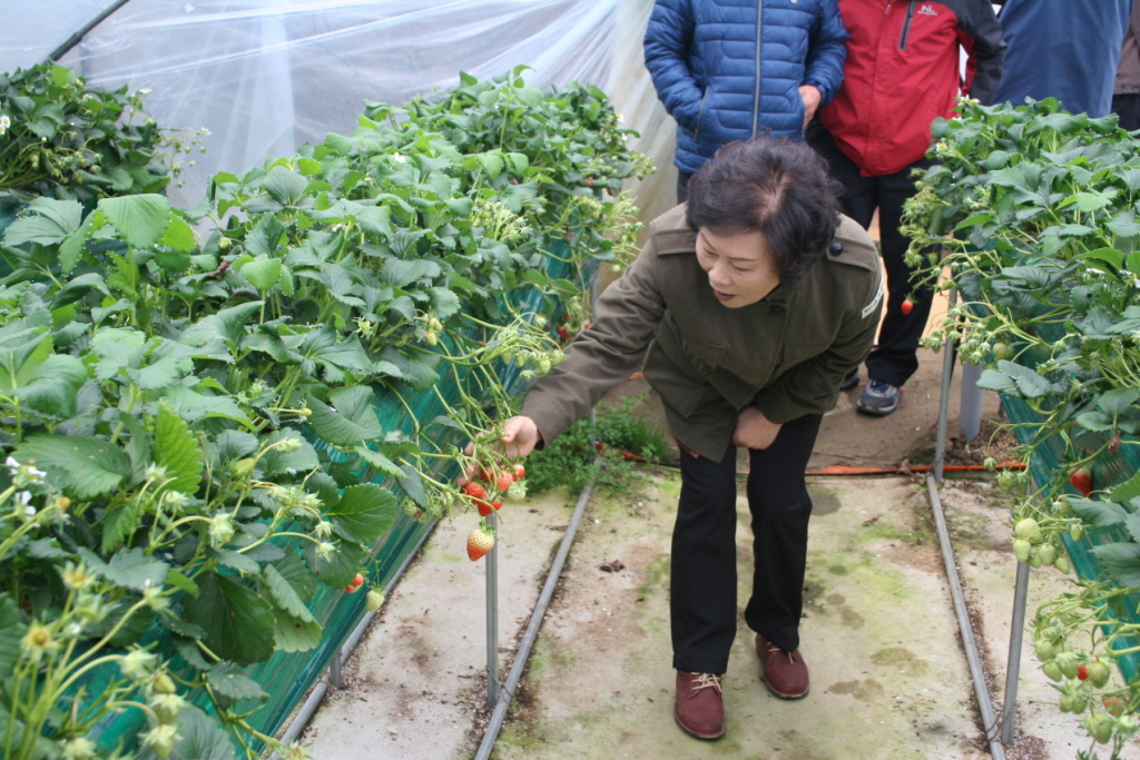 시설원예양액 재배시설 지원사업(사업장 답사)